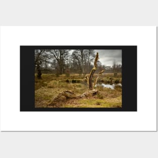 Dunham Massey - A dead tree Posters and Art